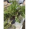 Image 3 : 3 LIVE POTTED PLANTS