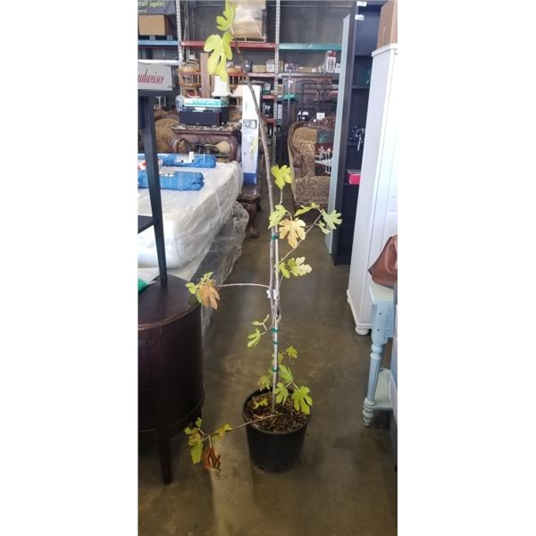 BROWN TURKEY FIG TREE - 5FT TALL