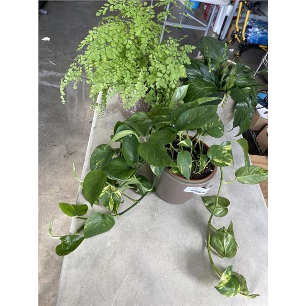 3 POTTED LIVE PLANTS