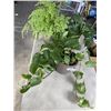 Image 1 : 3 POTTED LIVE PLANTS