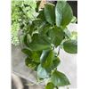Image 2 : 3 POTTED LIVE PLANTS