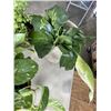 Image 3 : 3 POTTED LIVE PLANTS