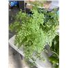 Image 4 : 3 POTTED LIVE PLANTS