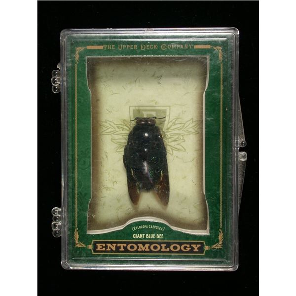 Upper Deck Entomology Card, with Preserved Giant Blue Bee