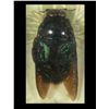 Image 3 : Upper Deck Entomology Card, with Preserved Giant Blue Bee