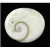 Image 1 : 7.29ct Rare Gomti Chakra Shell (GEM-20786)