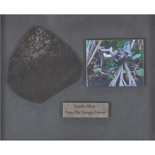 A Jungle Cruise Snake Skin Prop Display.