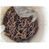 Image 1 : Bucket of Rusted Heavy-Duty Metal Chains