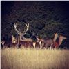 Image 2 : ALL INCLUSIVE New Zealand Stag Hunt with Dustin Lynch