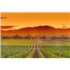 Image 4 : 3 Nights in Napa Valley for 2