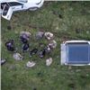 Image 2 : New Zealand Turkey Hunt Sweepstakes with Shane Profitt