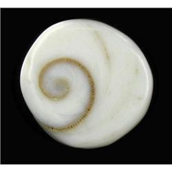 16.78ct Rare Gomti Chakra Shell (GEM-20787)