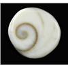 Image 1 : 16.78ct Rare Gomti Chakra Shell (GEM-20787)