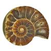 31.28ct Opalized Prehistoric Ammonite Jewelry Cut Half (GEM-22411)