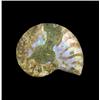 8.81ct Opalized Prehistoric Ammonite Jewelry Cut Half (GEM-20496)