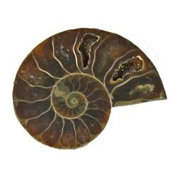 16.17ct Opalized Prehistoric Ammonite Jewelry Cut Half (GEM-22409)
