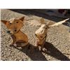 Image 1 : Lit Burlap Fox and Moose Holiday Decor Pair