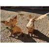 Image 4 : Lit Burlap Fox and Moose Holiday Decor Pair