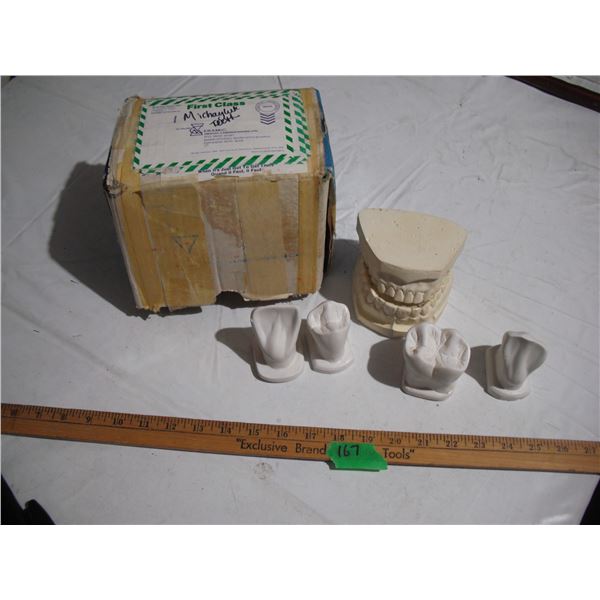 Ceramic Dental (Teaching) Molds w/ Original Box