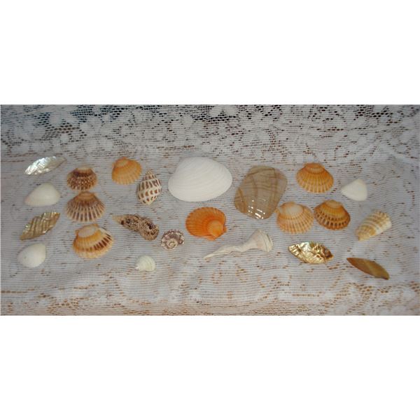 Lot Of Pretty Shells