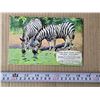 Image 3 : Red rose tea booklet african animals- full