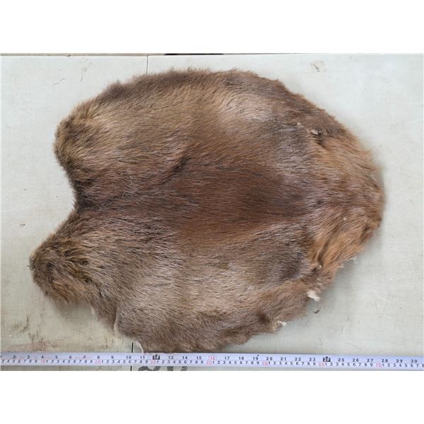Beaver pelt- 2ft by 2ft