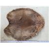 Image 1 : Beaver pelt- 2ft by 2ft