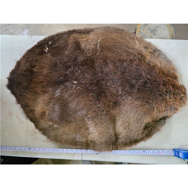 Beaver pelt- 38" by 30"