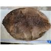 Image 1 : Beaver pelt- 38" by 30"