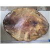Image 2 : Beaver pelt- 38" by 30"