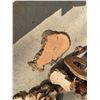Image 7 : Live-Edge Slabs, Burl Pieces, and Character Wood Cuts