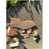 Image 2 : Approx 20 lb Assorted Natural Wood Burl and Slab Pieces