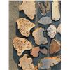 Image 4 : Live Edge Burl Wood Slabs and Slices