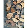 Image 5 : Live Edge Burl Wood Slabs and Slices