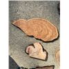 Image 3 : Natural Wood Burl Slices and Cutoffs