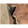 Image 13 : Large Dense Hardwood Live Edge Slab, Approx 40-50 lbs