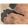 Image 14 : Large Dense Hardwood Live Edge Slab, Approx 40-50 lbs