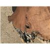 Image 15 : Large Dense Hardwood Live Edge Slab, Approx 40-50 lbs