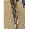 Image 16 : Large Dense Hardwood Live Edge Slab, Approx 40-50 lbs