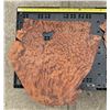 Image 19 : 12 Redwood Burl Veneer Sheets, Including 3 Matched Pieces, Figured Wood Grain