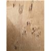 Image 4 : Birds Eye Maple Lumber in Assorted Dimensions, Rough Boards, 6–8 Feet Lengths