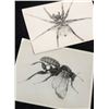 Image 6 : Nature Photographs, Slides, and Charles Waltner Etching