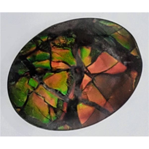 Ammonite (6 ct, 12×10 mm)