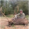 Image 2 : Trophy Axis Hunt for 1- Pearsall, Texas