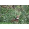 Image 3 : Trophy Axis Hunt for 1- Pearsall, Texas