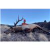 Image 4 : 5 Day Rifle Bull Elk Hunt- GMU 66 Colorado Landowner Voucher