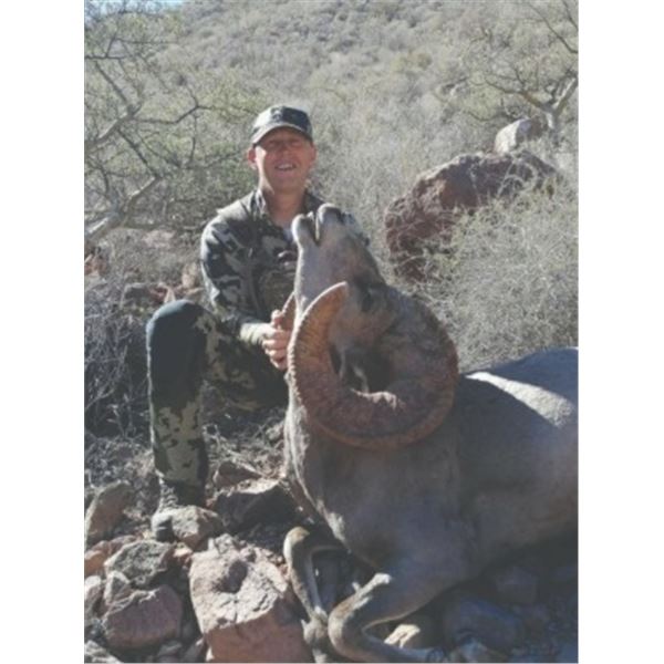 Desert Big Horn Sheep Hunt for 1- Sonora, Mexico
