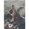 Image 1 : Desert Big Horn Sheep Hunt for 1- Sonora, Mexico