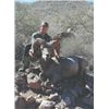 Image 3 : Desert Big Horn Sheep Hunt for 1- Sonora, Mexico