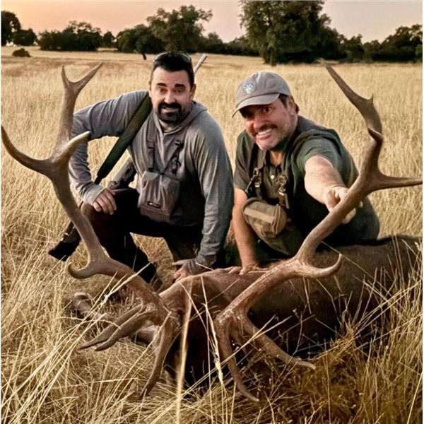 Iberian Red Stag Hunt in Spain for 1